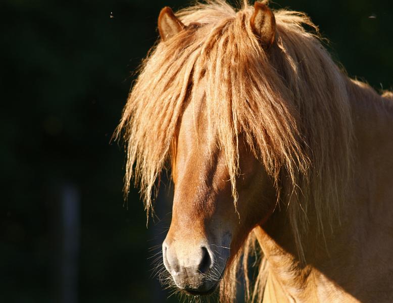 Farsaell von Heidmoor a.jpg